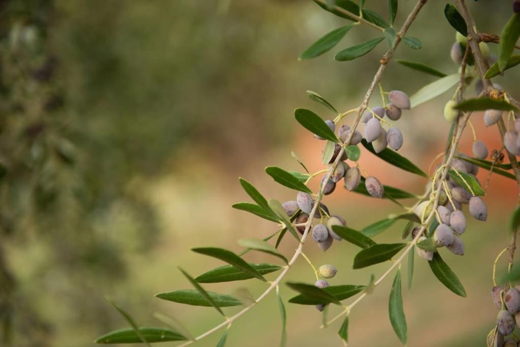 Όμορφο Παραθασυγκρότημα Ενοικιαζόμενων Καταλυμάτων Ως Ολόκληρος Χώρος - Chrani, Ελλάδαλάσσιο Διαμέρισμα Esterno foto